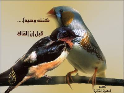 birds